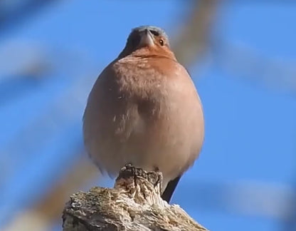 Time Bird multifunktionell elektronisk smart klocka | Tecknad väckarklocka och nattlampa